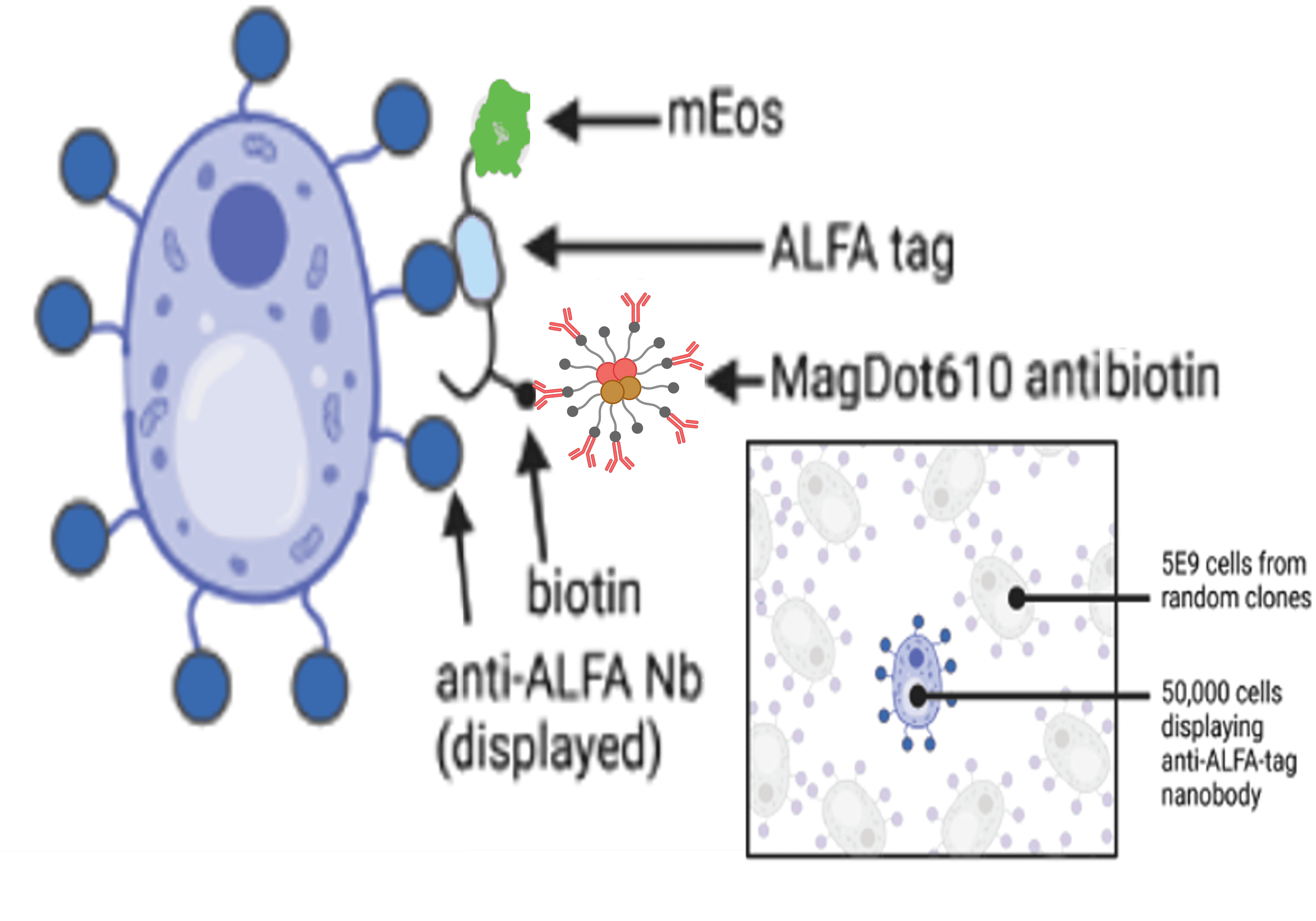 Magnetic Separation